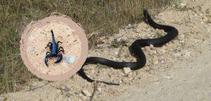 Yılan Akrep Haşere Gibi Zararlı Hayvanlardan Korunma Duası