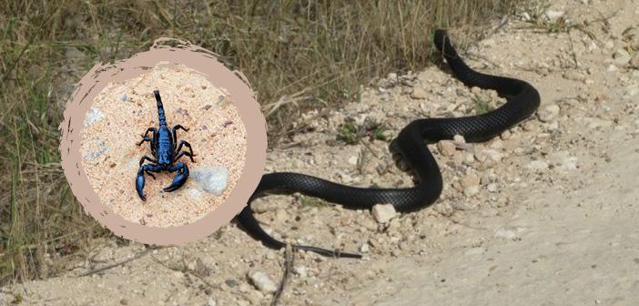 Yılan Akrep Haşere Gibi Zararlı Hayvanlardan Korunma Duası