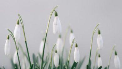 Îman Nîmetinin Bedeli Nedir?