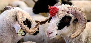 2026 Kurban Bayrami Ne Zaman 201989