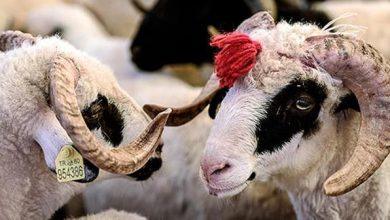 2026 Kurban Bayrami Ne Zaman 201989