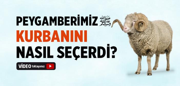 Peygamber Efendimiz Kurbanını Nasıl Seçerdi